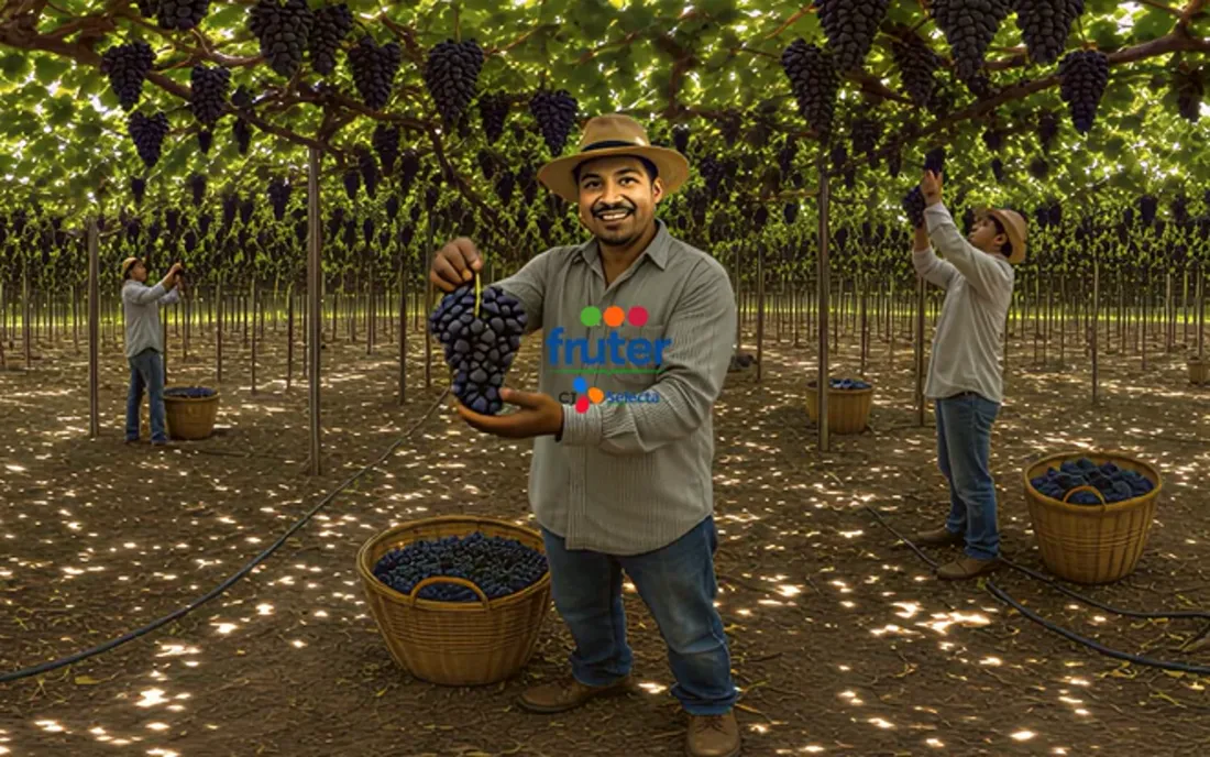 Produtor segurando um cacho de uva no parreiral